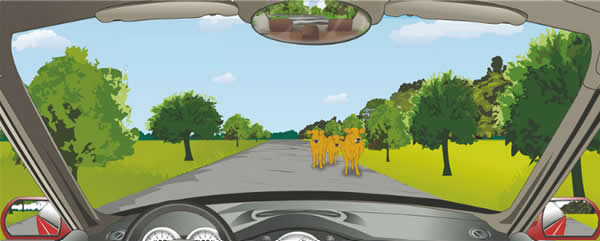 驾驶机动车在这样的路段要注意观察，随时避让横过道路的动物。